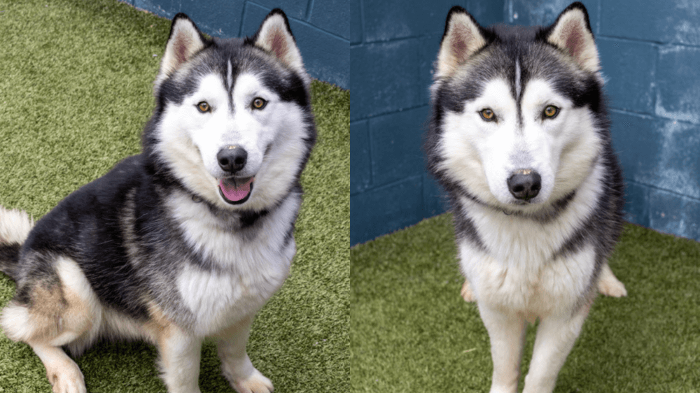 Adopt Atlas, our Mascot of the Match! Kansas City Current